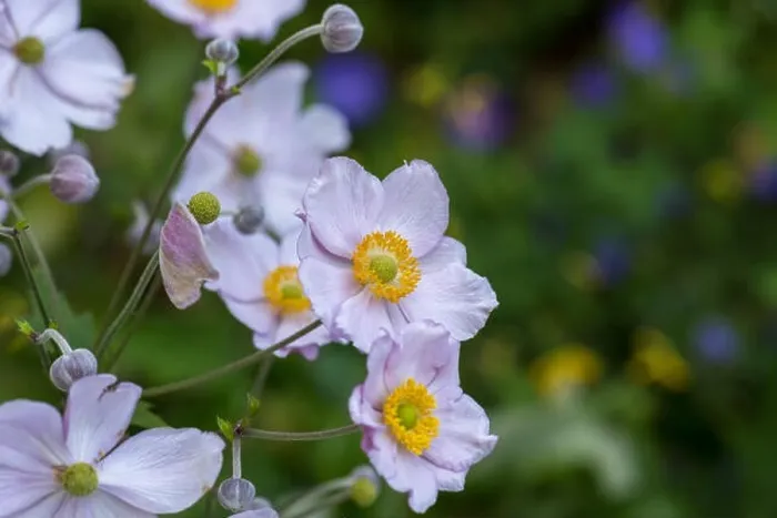 Framed Print : Pastel color outdoor floral image of a blooming autumn anemone blossom with buds taken on a sunny summer day with Framed Print : Pastel color outdoor floral image of a blooming autumn anemone blossom with buds taken on a sunny summer day with