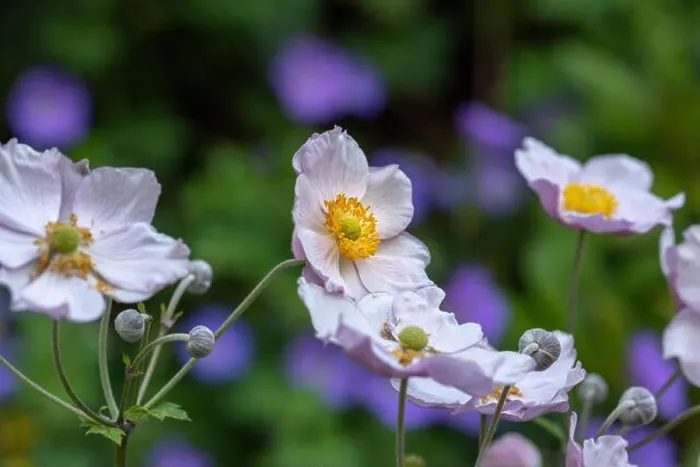 Framed Print : Pastel color outdoor floral impressionistic image of a blooming bright pink autumn anemone blossom with buds taken on a Framed Print : Pastel color outdoor floral impressionistic image of a blooming bright pink autumn anemone blossom with buds taken on a