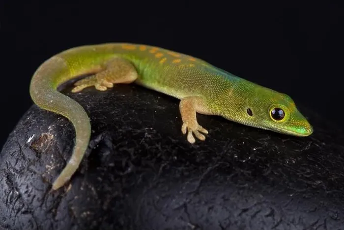Framed Print : Pasteur's day gecko (Phelsuma pasteuri)