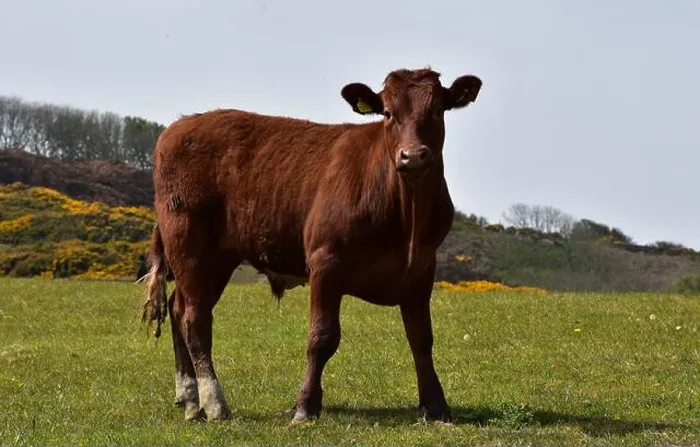 Framed Print : Pasture with a sweet dark brown cow standing still Framed Print : Pasture with a sweet dark brown cow standing still