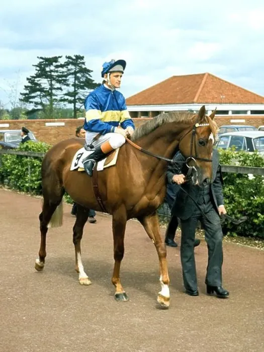 Framed Print : Pat Eddery on Grundy 1970s Framed Print : Pat Eddery on Grundy 1970s