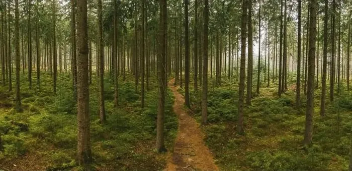 Framed Print : Path in to the forest at autumn with mist panorama. Drone Shot Framed Print : Path in to the forest at autumn with mist panorama. Drone Shot