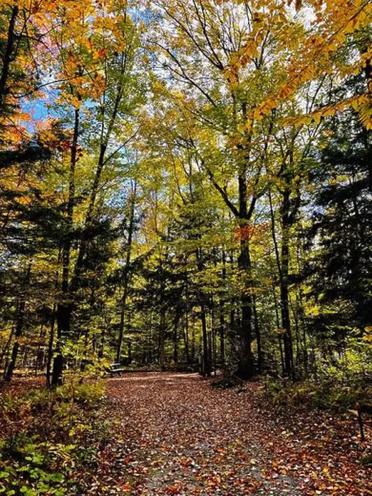 Framed Print : Path in the forest at fall - colorful trees and leaves - Yamaska Park, SEPAQ - Quebec, Canada Framed Print : Path in the forest at fall - colorful trees and leaves - Yamaska Park, SEPAQ - Quebec, Canada