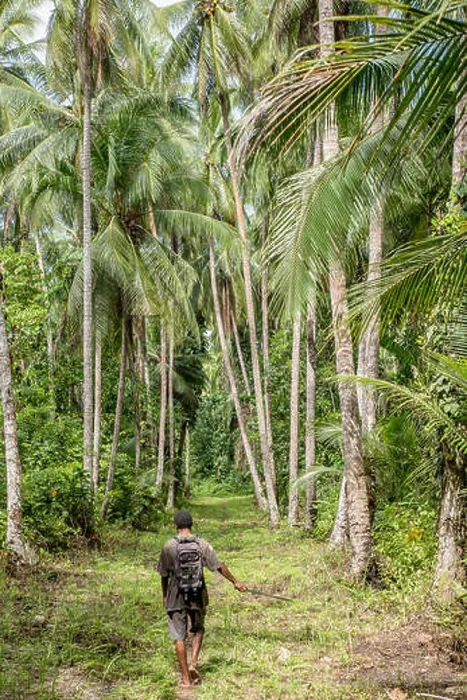 Framed Print : A path in the rainforest among high palm trees, Mushu Island, Papua New Guinea Framed Print : A path in the rainforest among high palm trees, Mushu Island, Papua New Guinea