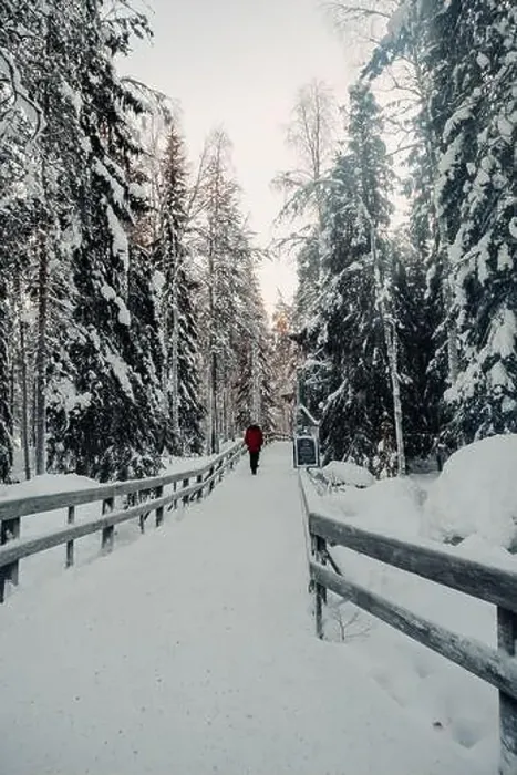 Framed Print : Path through snowy winter forest in wildlife park in Ranua, Lapland Framed Print : Path through snowy winter forest in wildlife park in Ranua, Lapland