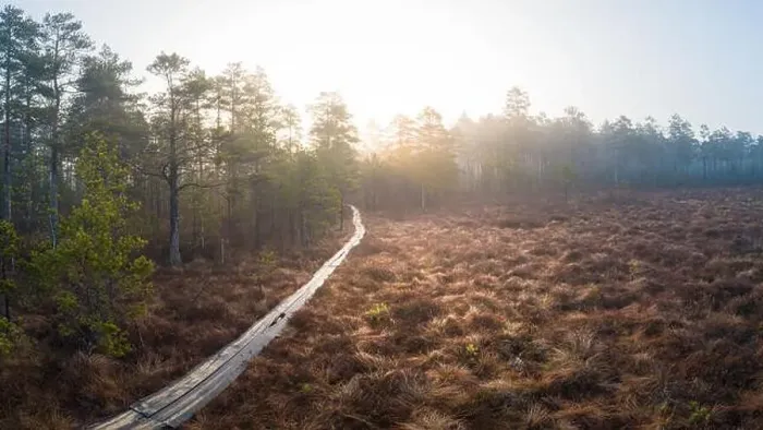 Framed Print : Path Through Woods, Morning Mist