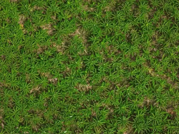 Framed Print : Pattern of green tree leaf above top drone view Framed Print : Pattern of green tree leaf above top drone view