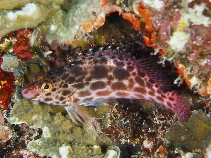 Framed Print : A patterned Coral hawkfish (Cirrhitichthys oxycephalus) hides among colourful corals in the sea Framed Print : A patterned Coral hawkfish (Cirrhitichthys oxycephalus) hides among colourful corals in the sea