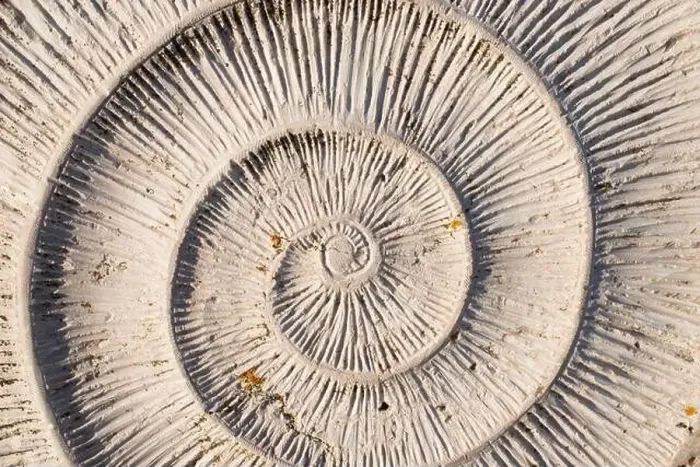 Framed Print : Patterns in nature. Spiral in shell. Background. Portugal, Europe Framed Print : Patterns in nature. Spiral in shell. Background. Portugal, Europe