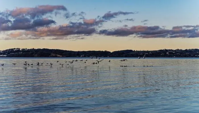 Framed Print : Peaceful fjord at dusk with flying birds and scenic shoreline in the background Framed Print : Peaceful fjord at dusk with flying birds and scenic shoreline in the background