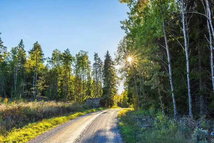 Framed Print : Peaceful rural road surrounded by tall trees with sun shining through branches Framed Print : Peaceful rural road surrounded by tall trees with sun shining through branches