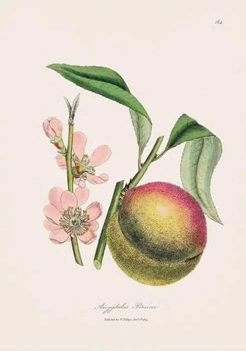 Framed Print : Peach. Botanical Illustration: Antique Medical Botanical Artwork from a 19th-century Botany Book Plate Framed Print : Peach. Botanical Illustration: Antique Medical Botanical Artwork from a 19th-century Botany Book Plate