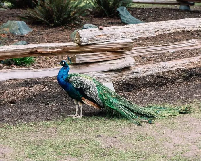 Framed Print : A peacock in Beacon Hill Park in Victoria, BC showing its brightly colored plumage