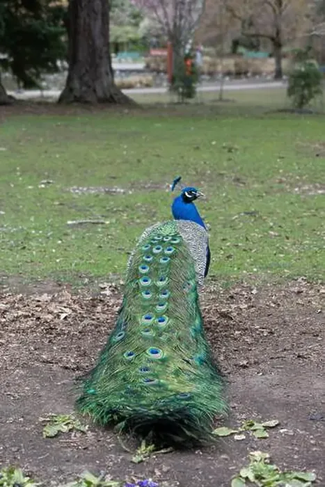 Framed Print : A peacock in Beacon Hill Park in Victoria, BC showing its brightly colored plumage