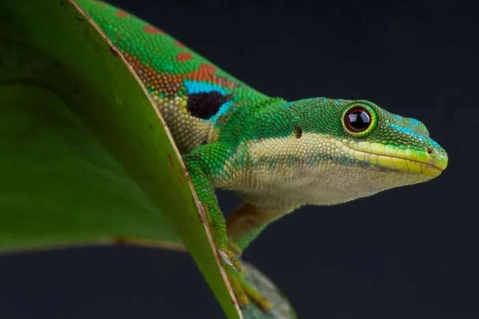 Framed Print : Peacock day gecko / Phelsuma quadriocellata Framed Print : Peacock day gecko / Phelsuma quadriocellata