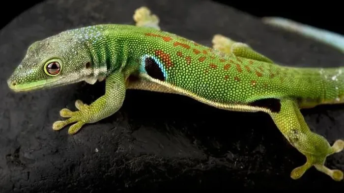 Framed Print : Peacock day gecko (Phelsuma quadriocellata) Framed Print : Peacock day gecko (Phelsuma quadriocellata)