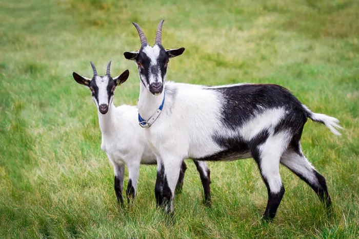 Framed Print : Two peacock goats on a pasture (Pfauenziege), an endangered goat breed from Austria /  Switzerland