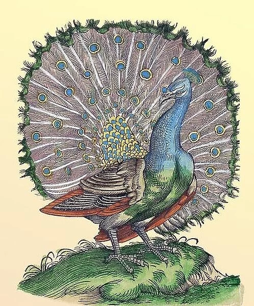 Peacock, Historiae Animalium, 16th Century