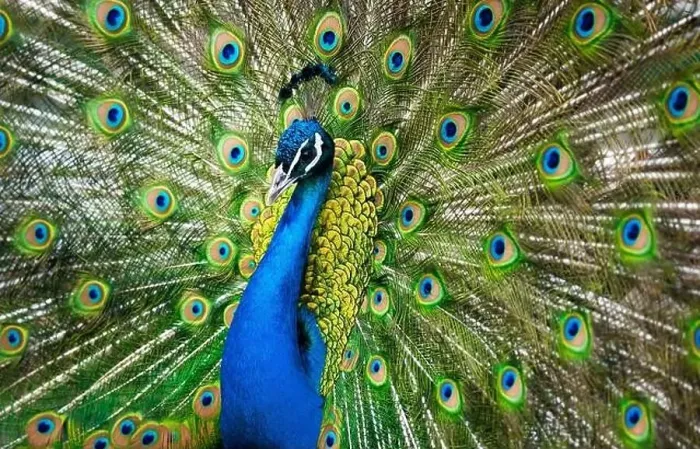 Framed Print : peacock male showing his beauty Framed Print : peacock male showing his beauty