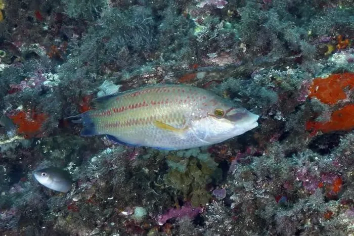 Framed Print : Peacock wrasse (Symphodus tinca) swimming along a colourful reef Framed Print : Peacock wrasse (Symphodus tinca) swimming along a colourful reef