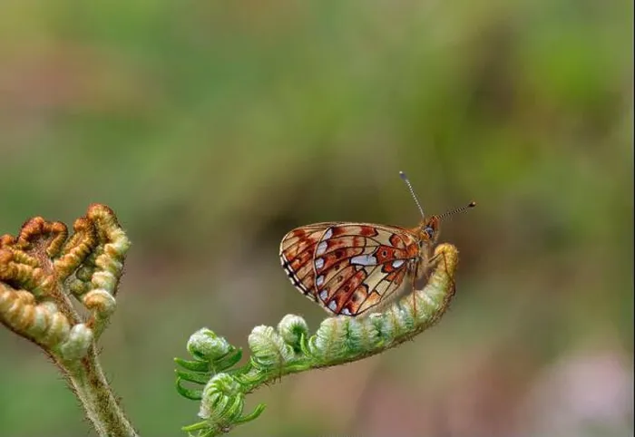 Framed Print : Pearl-bordered Fritillary perched on Bracken. Verdley Wood, Henley, Sussex, England Framed Print : Pearl-bordered Fritillary perched on Bracken. Verdley Wood, Henley, Sussex, England
