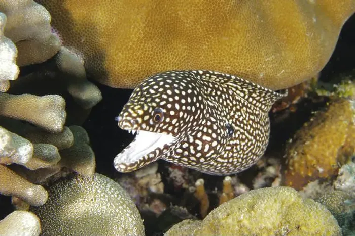 Framed Print : Pearl moray eel, white-mouthed moray eel (Gymnothorax meleagris) with open mouth between corals Framed Print : Pearl moray eel, white-mouthed moray eel (Gymnothorax meleagris) with open mouth between corals