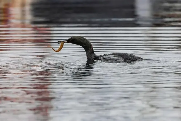 Framed Print : Pelagic Cormorant with Saddleback Gunnel in bill, Bremerton Marina, Bremerton, Washington State, USA Framed Print : Pelagic Cormorant with Saddleback Gunnel in bill, Bremerton Marina, Bremerton, Washington State, USA