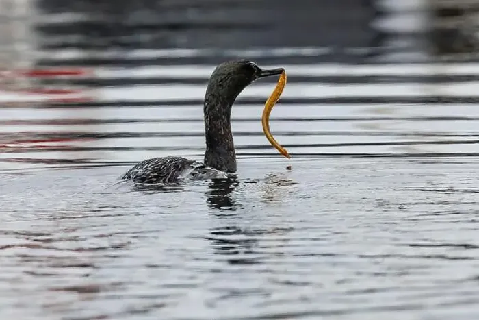 Framed Print : Pelagic Cormorant with Saddleback Gunnel in bill, Bremerton Marina, Bremerton, Washington State, USA Framed Print : Pelagic Cormorant with Saddleback Gunnel in bill, Bremerton Marina, Bremerton, Washington State, USA