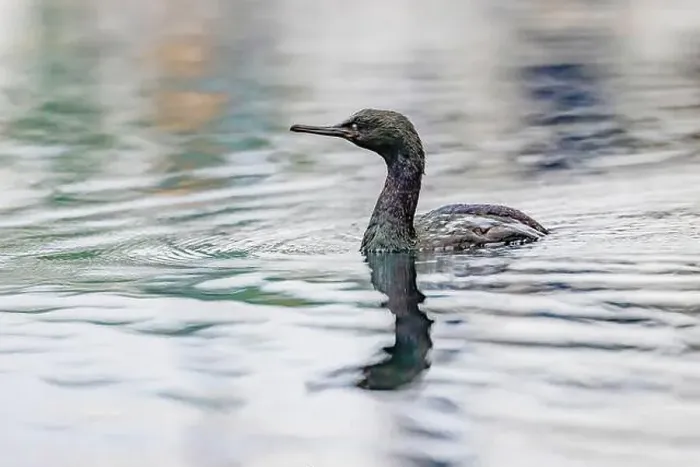 Framed Print : Pelagic Cormorant, Urile pelagicus, fishing in the Bremerton Marina, Bremerton, Washington State, USA Framed Print : Pelagic Cormorant, Urile pelagicus, fishing in the Bremerton Marina, Bremerton, Washington State, USA