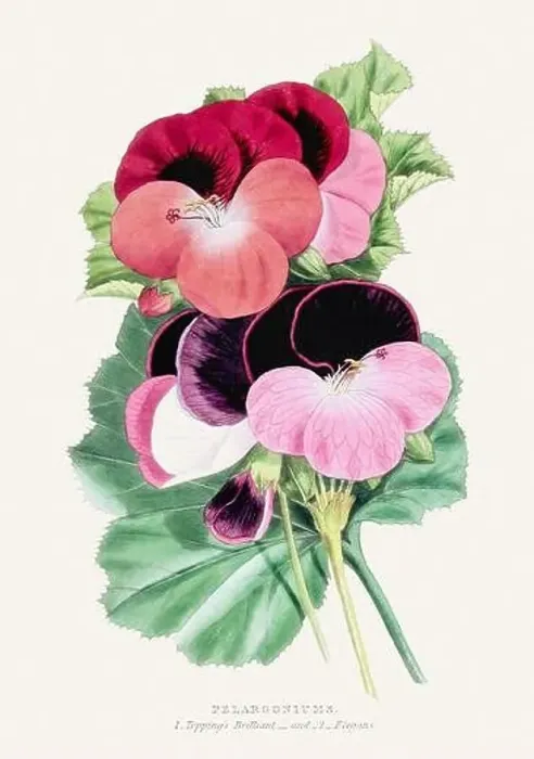 Framed Print : Pelargoniums. Colorful Flower Illustration. Vintage Botanical Art. Circa 1848 Framed Print : Pelargoniums. Colorful Flower Illustration. Vintage Botanical Art. Circa 1848