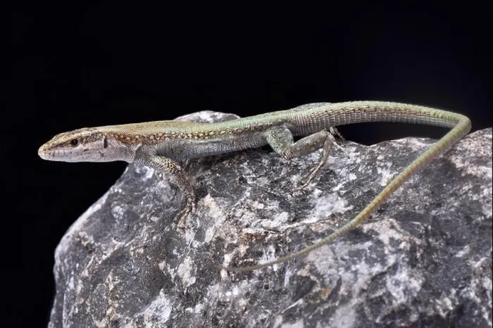 Framed Print : Pelasgian Rock Lizard, Anatololacerta pelasgiana Framed Print : Pelasgian Rock Lizard, Anatololacerta pelasgiana