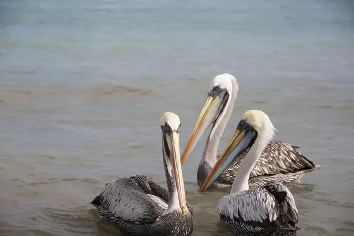 Framed Print : Pelican Framed Print : Pelican