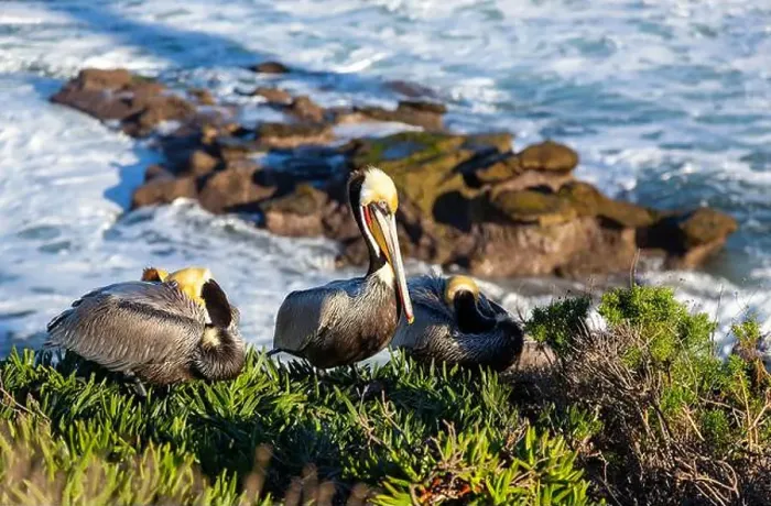 Framed Print : Pelican Bird perched on rock cliff above Pacific Ocean. La Jolla Cove Marine reserve San Diego California Southwest USA Framed Print : Pelican Bird perched on rock cliff above Pacific Ocean. La Jolla Cove Marine reserve San Diego California Southwest USA