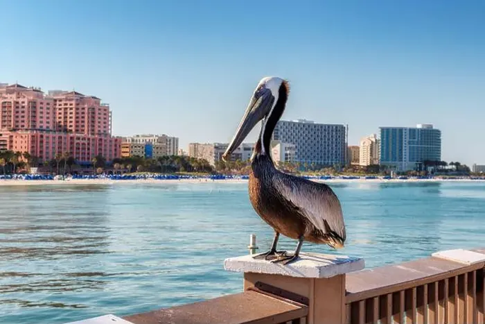 Framed Print : Pelican bird posing in the public pier in Clearwater, Florida Framed Print : Pelican bird posing in the public pier in Clearwater, Florida