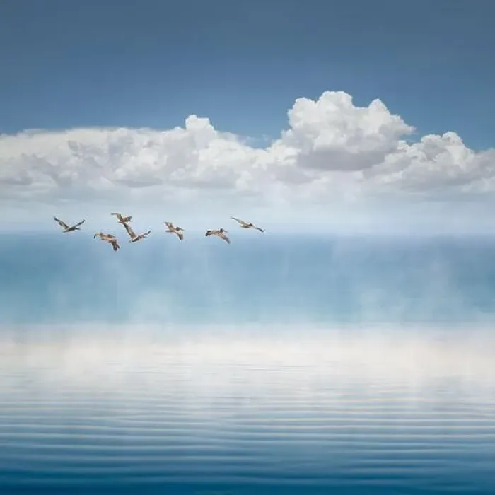 Framed Print : Pelicans in flight over the ocean, California, USA Framed Print : Pelicans in flight over the ocean, California, USA