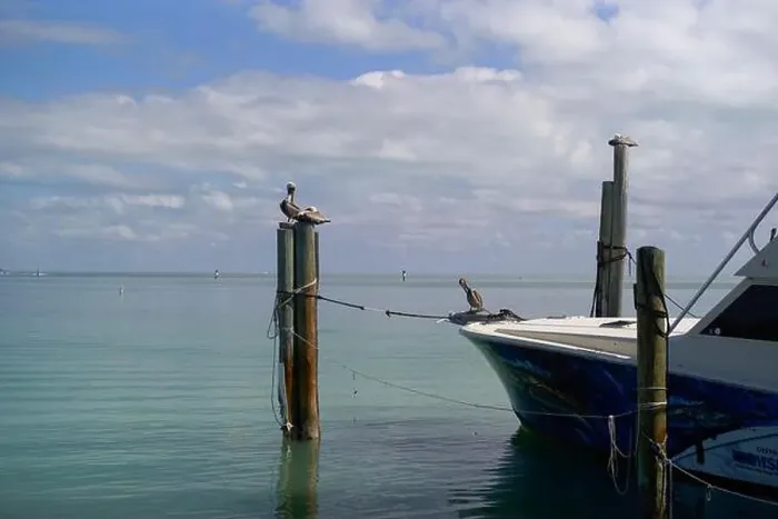 Framed Print : Pelicans perched on wooden posts near a boat on a calm, turquoise sea under a cloudy sky, Florida Keys, USA Framed Print : Pelicans perched on wooden posts near a boat on a calm, turquoise sea under a cloudy sky, Florida Keys, USA
