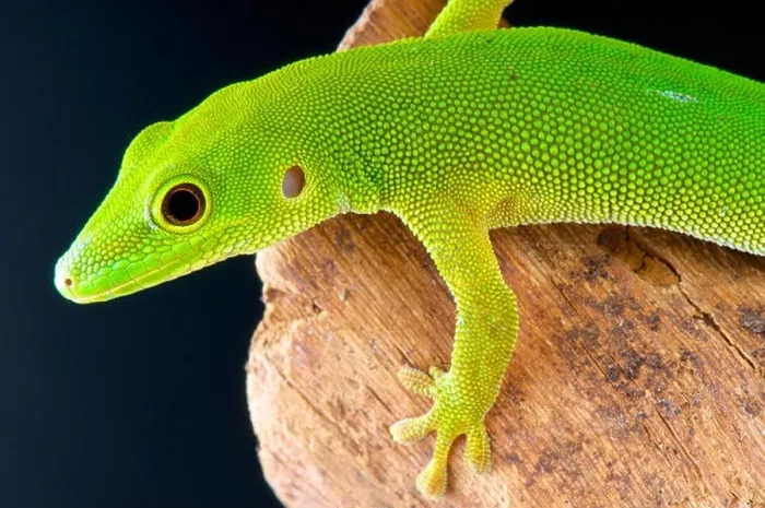 Framed Print : Pemba island day gecko / Phelsuma parkeri Framed Print : Pemba island day gecko / Phelsuma parkeri