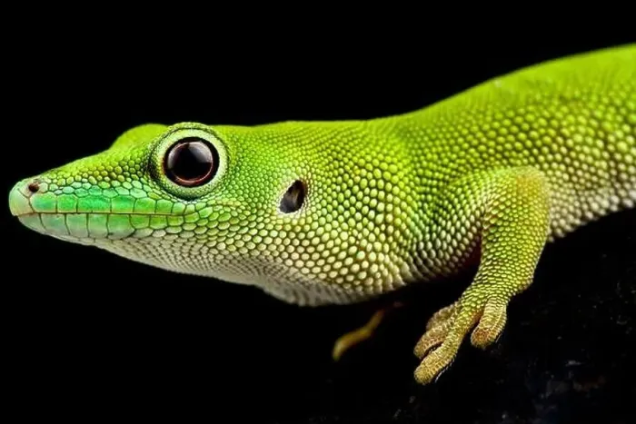 Framed Print : Pemba Island day gecko (Phelsuma parkeri) Framed Print : Pemba Island day gecko (Phelsuma parkeri)