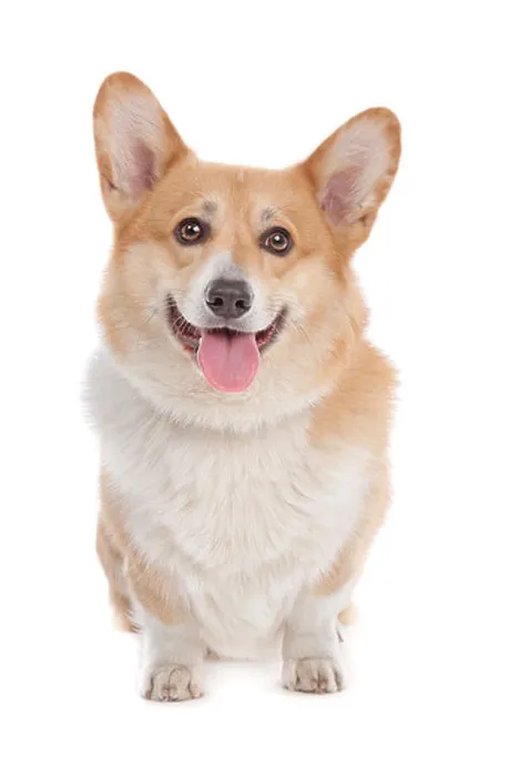 Framed Print : Pembroke Welsh Corgi in front of a white background Framed Print : Pembroke Welsh Corgi in front of a white background
