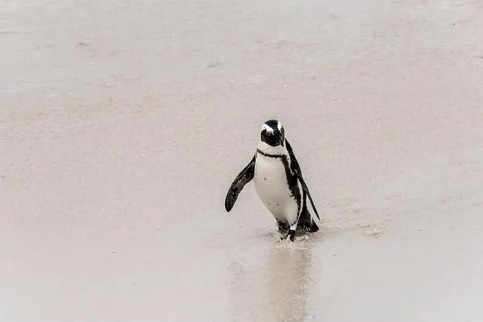 Framed Print : penguin dodging backwash on water edge at Boulders beach Framed Print : penguin dodging backwash on water edge at Boulders beach