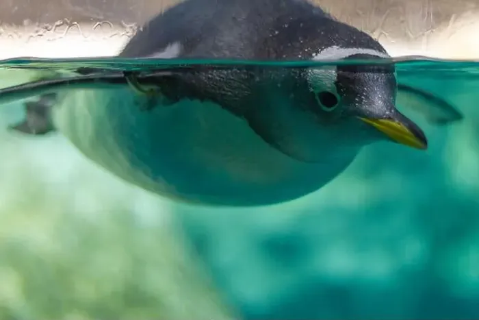 Framed Print : Penguin Gliding Through Clear Water Framed Print : Penguin Gliding Through Clear Water