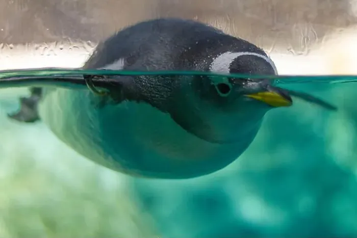 Framed Print : Penguin Gliding Through Clear Water Framed Print : Penguin Gliding Through Clear Water