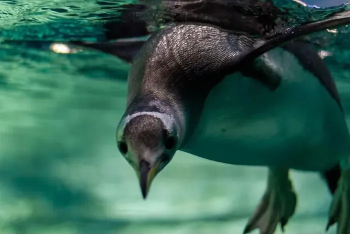 Framed Print : Penguin Gliding Through Clear Water Framed Print : Penguin Gliding Through Clear Water