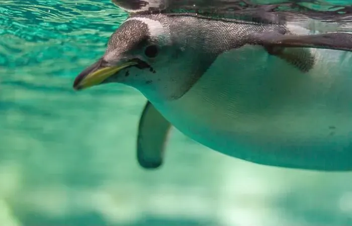 Framed Print : Penguin Gliding Through Clear Water Framed Print : Penguin Gliding Through Clear Water