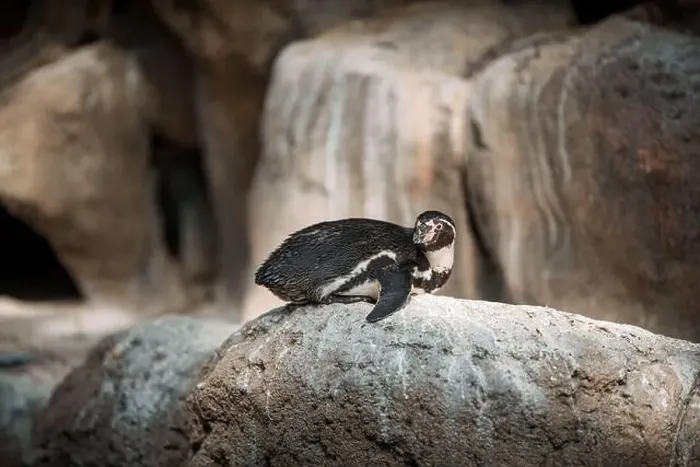 Framed Print : Penguin perched on rock near waterfall in nature Framed Print : Penguin perched on rock near waterfall in nature