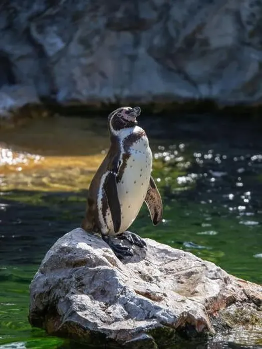 Framed Print : Penguin stand on a Rock Near a Pond Framed Print : Penguin stand on a Rock Near a Pond