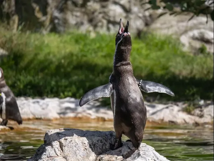 Framed Print : Penguin stand on a Rock Near a Pond Framed Print : Penguin stand on a Rock Near a Pond