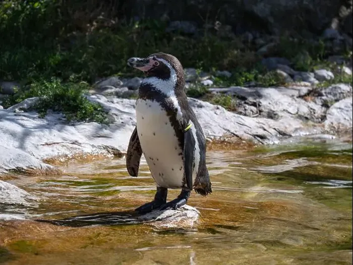 Framed Print : Penguin stand on a Rock Near a Pond Framed Print : Penguin stand on a Rock Near a Pond