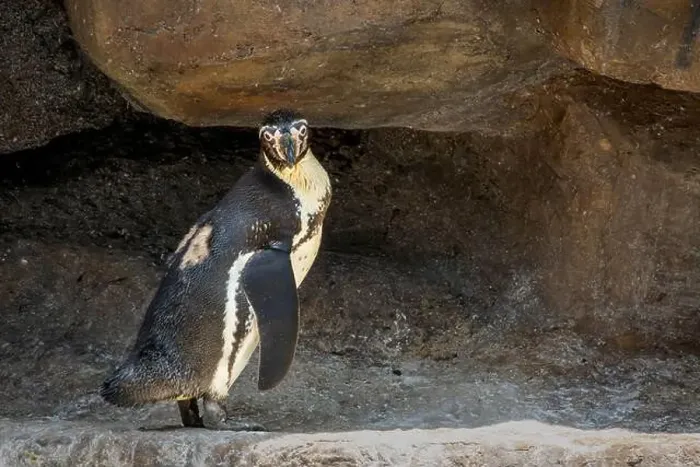 Framed Print : A penguin stands upright in a rocky enclosure Framed Print : A penguin stands upright in a rocky enclosure