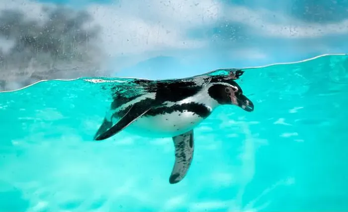 Framed Print : The penguin swims underwater in the sea Framed Print : The penguin swims underwater in the sea